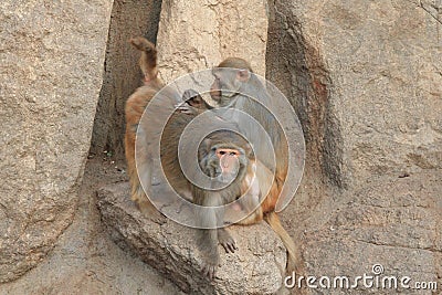 Monkeyï¼ˆMacaca mulattaï¼‰ Stock Photo